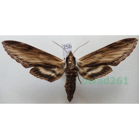 Sphinx kalmiae J.E. Smith, 1797 ex. ovo Canada 82mm25b